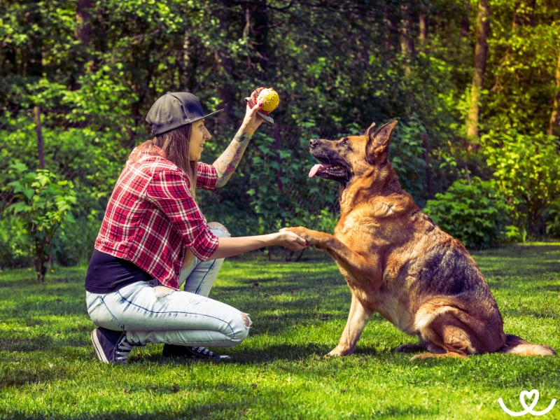 Co-je-obedience-jak-ji-psa-naucit (4)